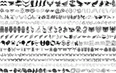 Bird Drawing Vector Set Free CDR File