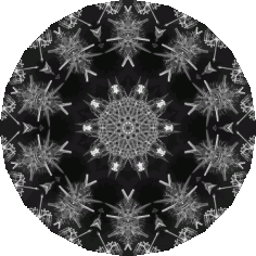 Black Acanthophracta Snowflake Vector SVG File