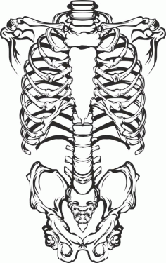 Human Skeleton Sketch Silhouette Vector Free CDR File