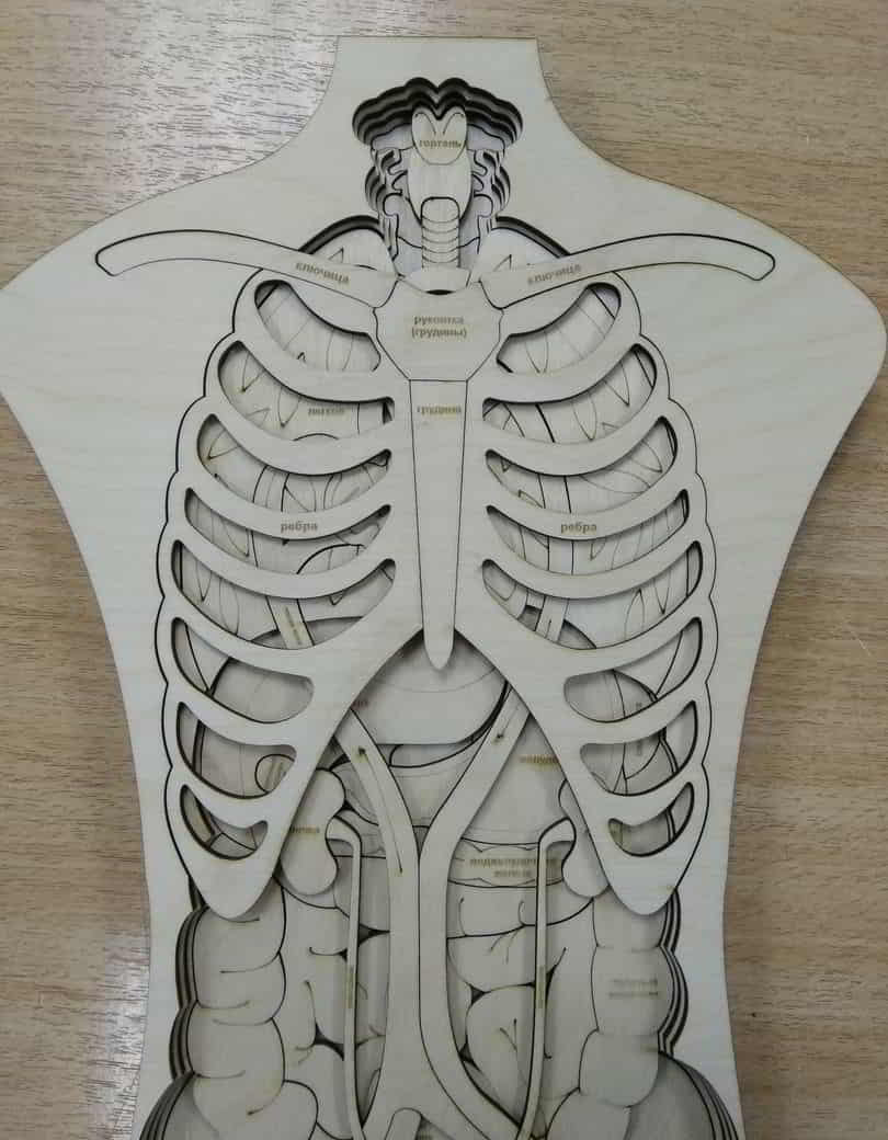 Laser Cut Human Anatomy Wooden Puzzle Free Vector