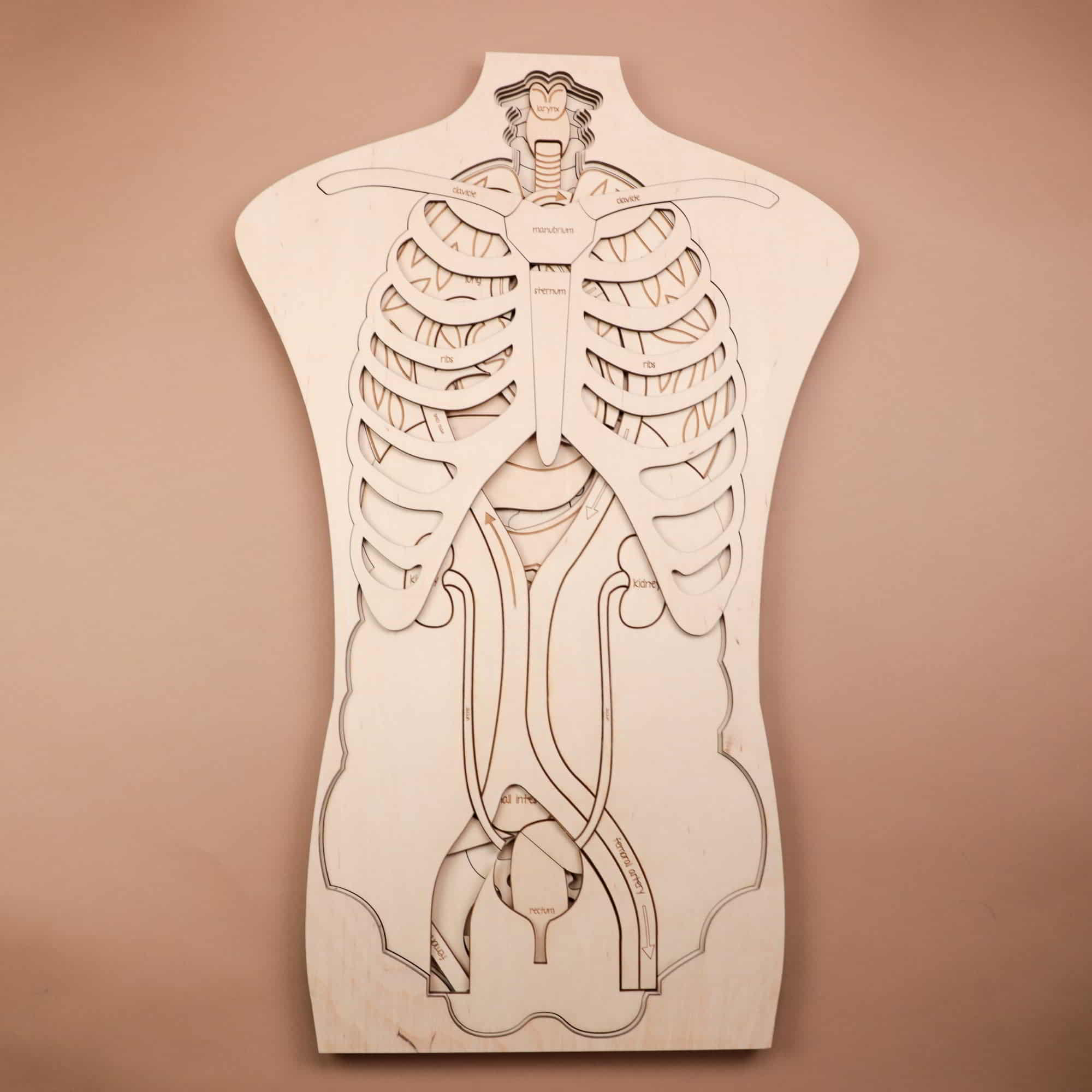 Laser Cut Human Anatomy Wooden Puzzle Free Vector