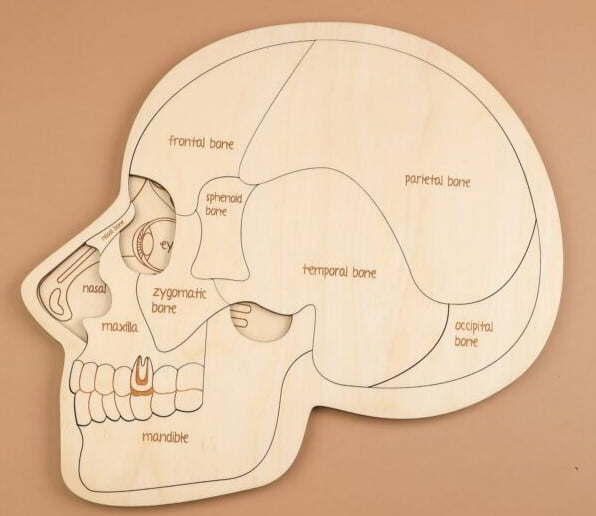 Laser Cut Human Head Brain Anatomy Kids Learning Puzzle CDR File