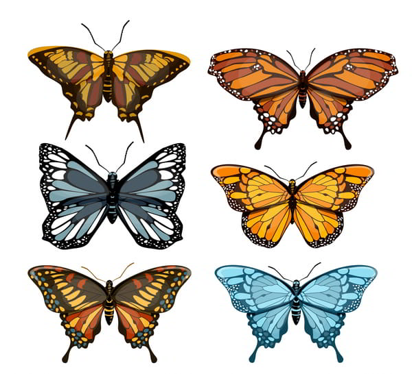 Бабочки Бразилии рисунки