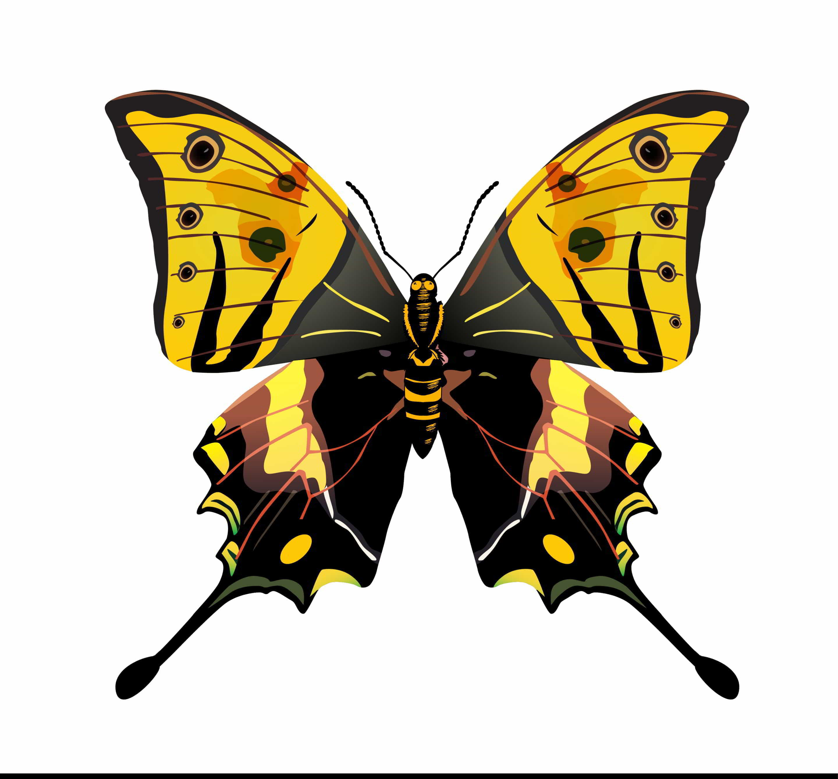 Картинка бабочки арт симметричная