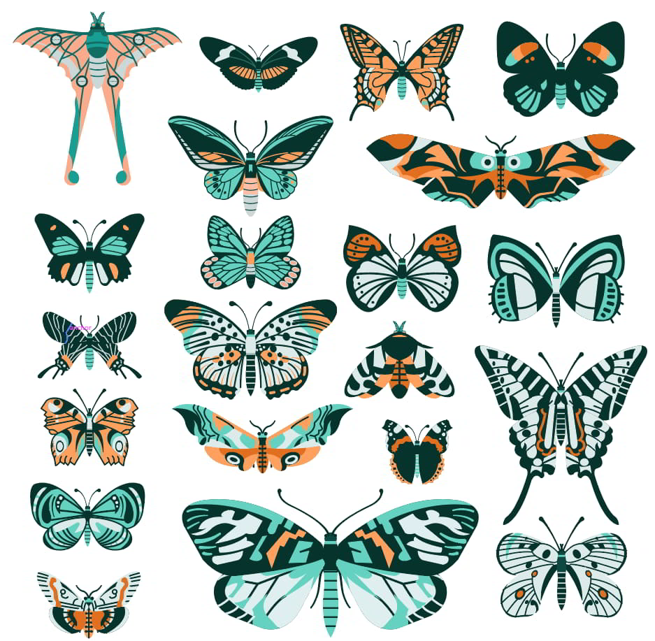 Butterfly Species Collection Colorful Symmetric Flat Design Free Vector