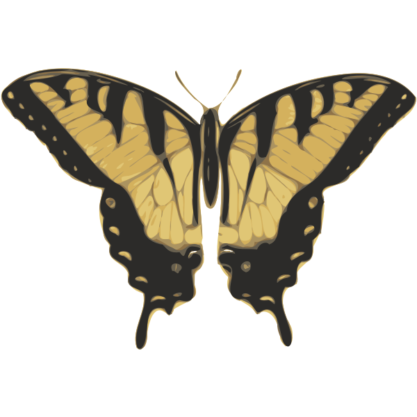 Butterfly Turnus Top View Vector SVG File