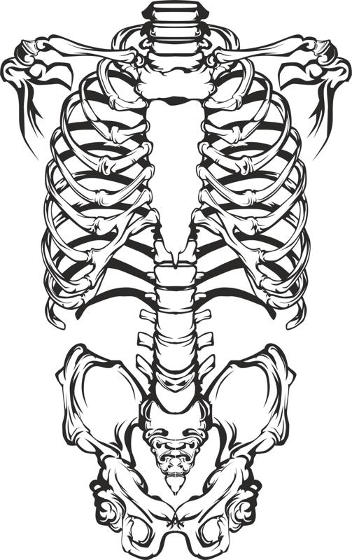 Human Skeleton Sketch Silhouette Vector Free CDR File