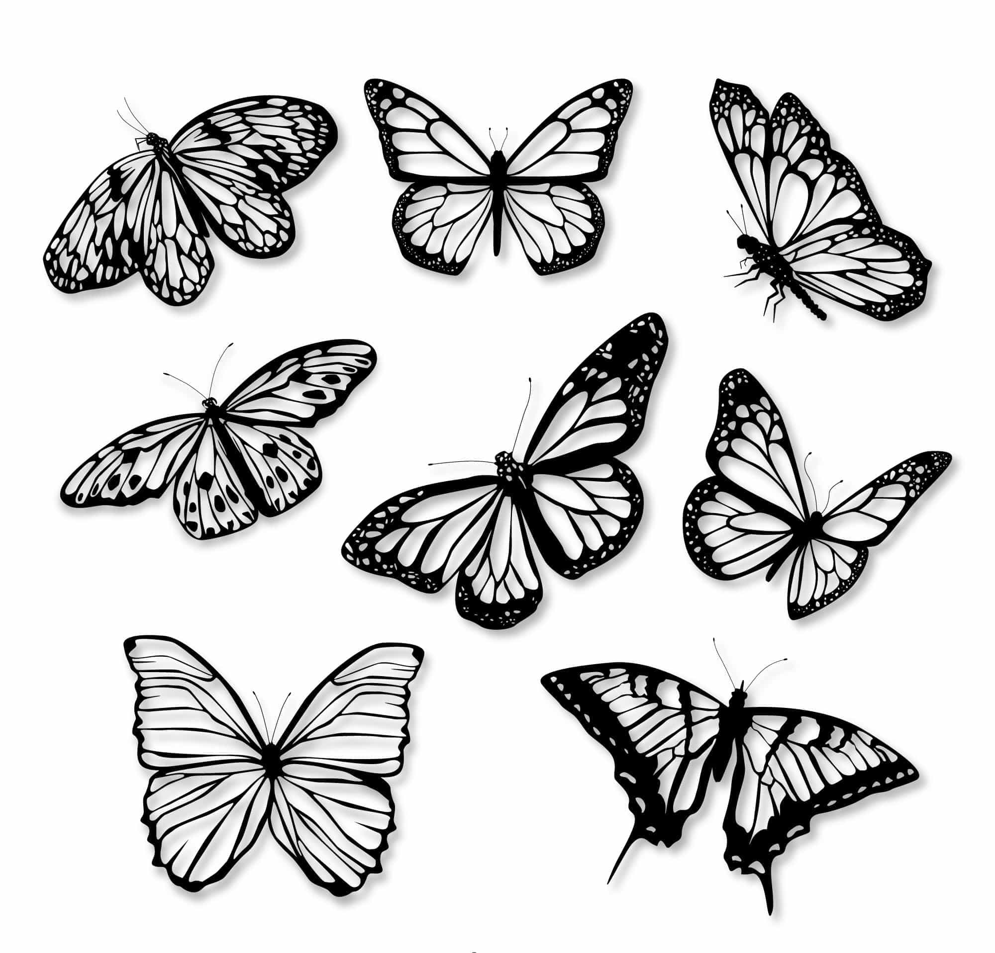 Realistic Butterfly Illustration Set Free Vector