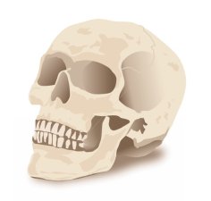 3D Human Skull Free Vector