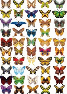 50 Kind Colorful Butterfly Vector Graphic Free Vector