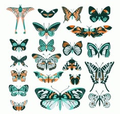 Butterflies Species Collection Colorful Symmetric Flat Design Free Vector