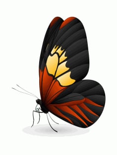 Butterfly Beautiful Design Free Vector