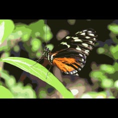 Butterfly On Leaves Vector SVG File