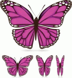 Butterfly Sample Free Vector