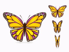 Colorful Butterfly Abstract Free Vector
