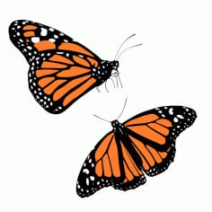 Couple Butterfly Vector SVG File