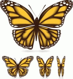 Different Butterfly Sample Free Vector