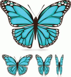 Different Color Butterfly Free Vector