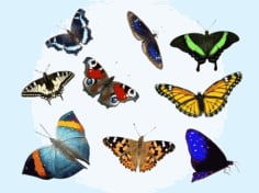 Free Butterfly Free Vector