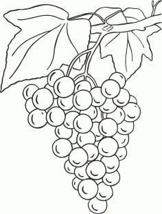 Grape Drawing Sketch CDR File