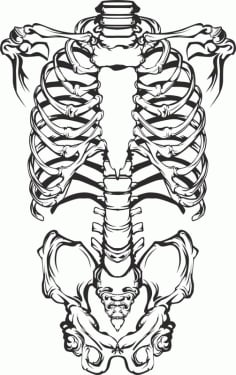 Human Skeleton Sketch Silhouette Vector Free CDR File