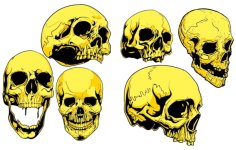 Human Skull Skeleton Head Set Free Vector