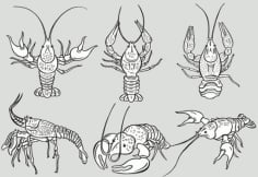 Insect Tattoo Design Vector CDR File