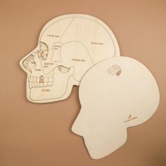 Laser Cut Human Head Brain Anatomy Kids Learning Puzzle CDR File