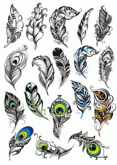 Peacock Feather Vector Set Free CDR Vectors File