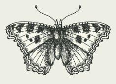 Vintage Butterfly Illustration Free Vector